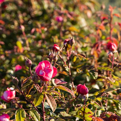 Rose Petals Red Cut | Rosa gallica