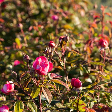 Rose Petals Red Cut | Rosa gallica - 0