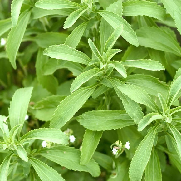 Stevia