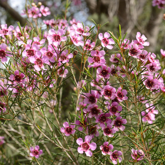 Geraldton Wax Bextract™ | Chamelaucium uncinatum