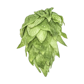 Cluster US Hops