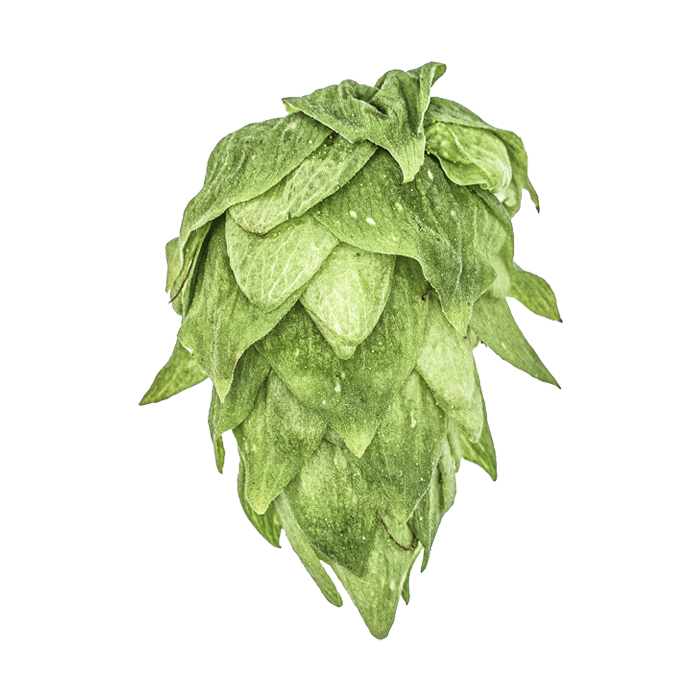 Krush® HBC 586 US Hops