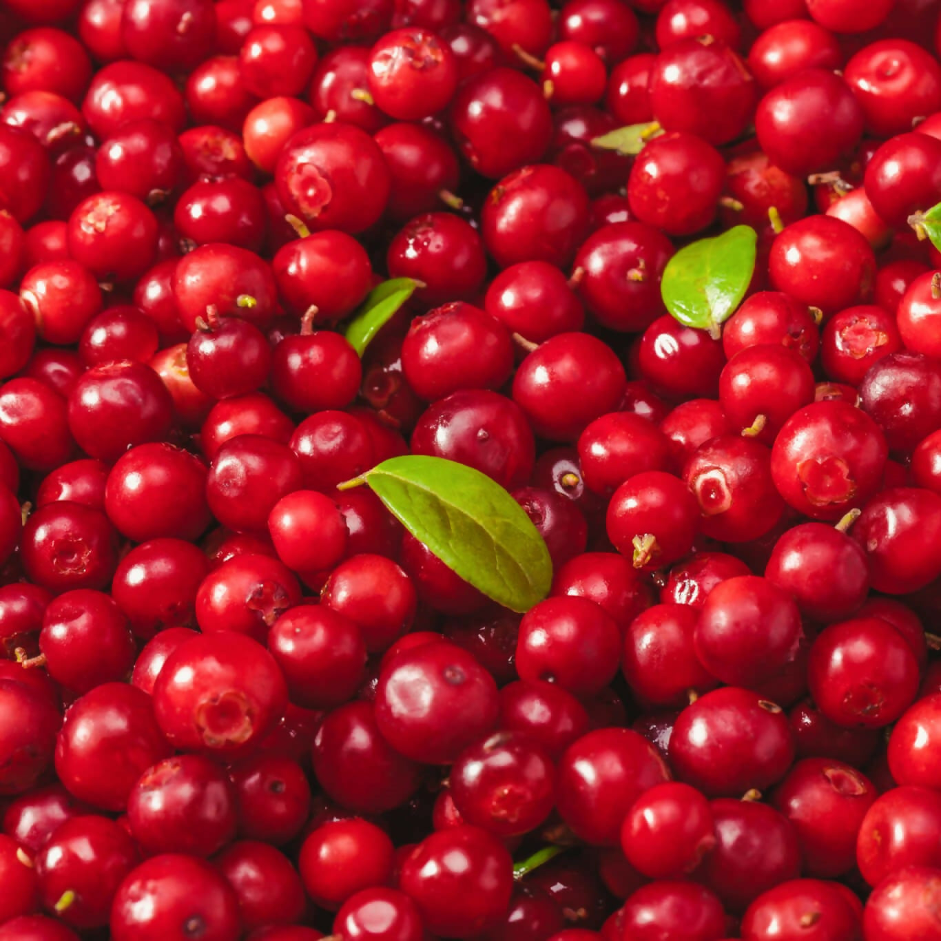 Cranberry Juice Concentrate 50 Brix 233.56 Kg Drum