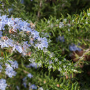 Rosemary | Vlavour™ | Rosmarinus officinalis-2