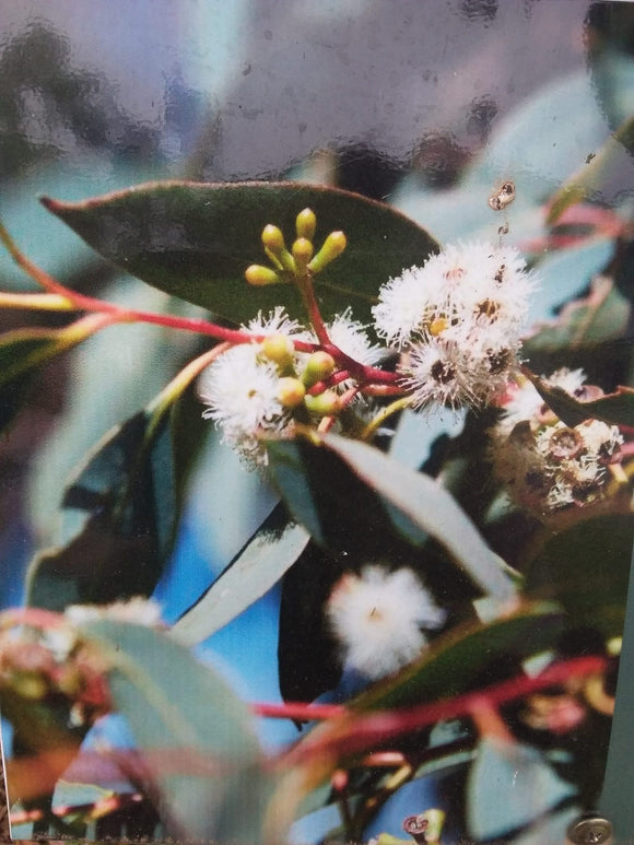 Strawberry Gum Bextract™ | Eucalyptus Olida