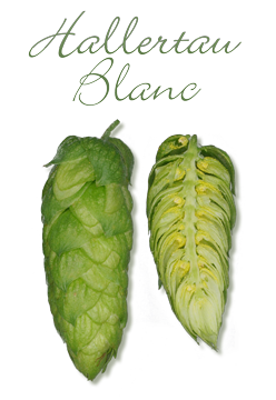 hallertau-blanc-hopfen