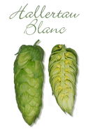 hallertau-blanc-hopfen