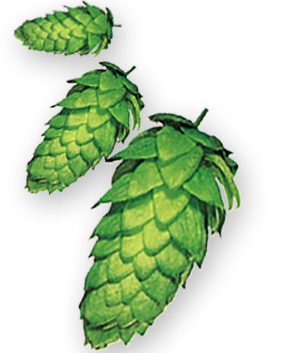 hop-hersbrucker-CONES