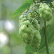 HALLERTAUER TRADITION CONE