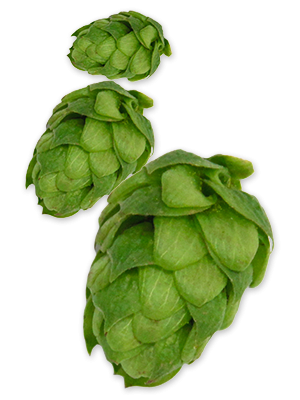 hop-northern-brewer