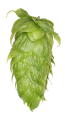 Callista GR Hops-3