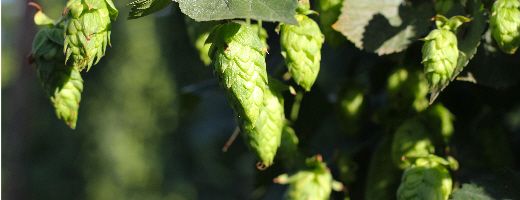 Cascade HopUnion