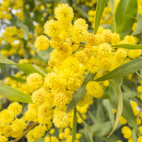 Wattle Blossom | Bextract™ | Acacia dealbata - 0