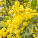 Wattle Blossom | Bextract™ | Acacia dealbata