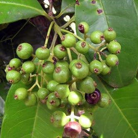 Allspice Berries | Pimento Dioica - 0