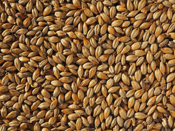 Crisp Amber Malt
