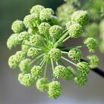 Angelica Root Cut | Angelica Archangelica - 0