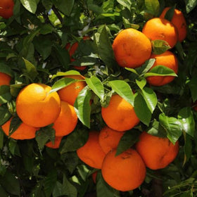Bitter Orange Peel | Citrus aurantium | Cut - 0