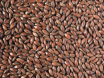 Crisp Black Malt