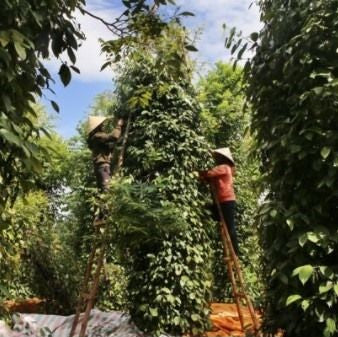 Black Peppercorns Whole | Piper Nigrum