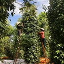 Black Peppercorns Whole | Piper Nigrum-2