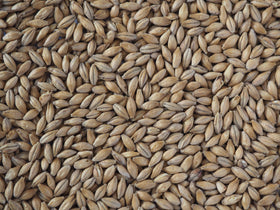 Crisp Chevallier Ale Malt