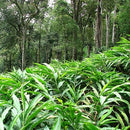 Cardamom Green Pod | Elettaria Cardamomum-2