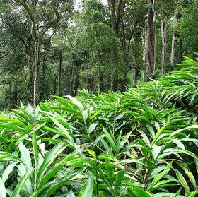 Cardamom Green Pod | Elettaria Cardamomum - 0