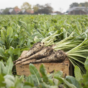 Chicory Root | Roasted Cut | Cichorium intybus - 0