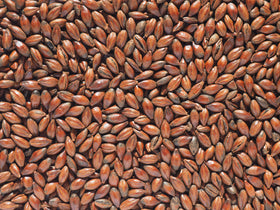 Crisp Low Colour Chocolate Malt