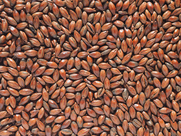 Crisp Low Colour Chocolate Malt