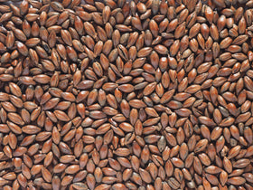 Crisp Chocolate Malt