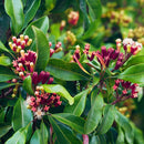 Organic Cloves Tea Bag Cut | Syzgium Aromaticum-2