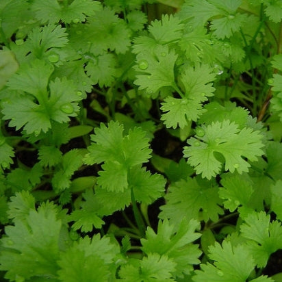 Coriander Seeds Whole | Coriandrum Sativum