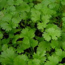 Coriander Seeds Whole | Coriandrum Sativum-3