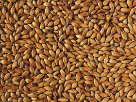 Crisp Medium Crystal 240 Malt