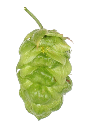 EUREKA! Hopsteiner #05256 US Hops - 0