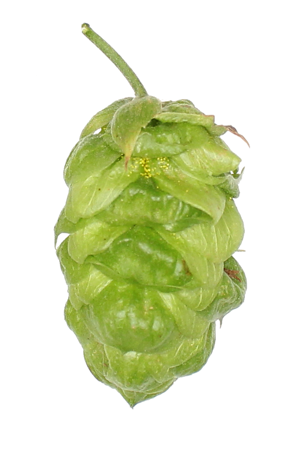 EUREKA! Hopsteiner #05256 US Hops