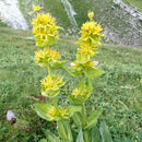 Gentian Root Cut | Gentiana Lutea-2