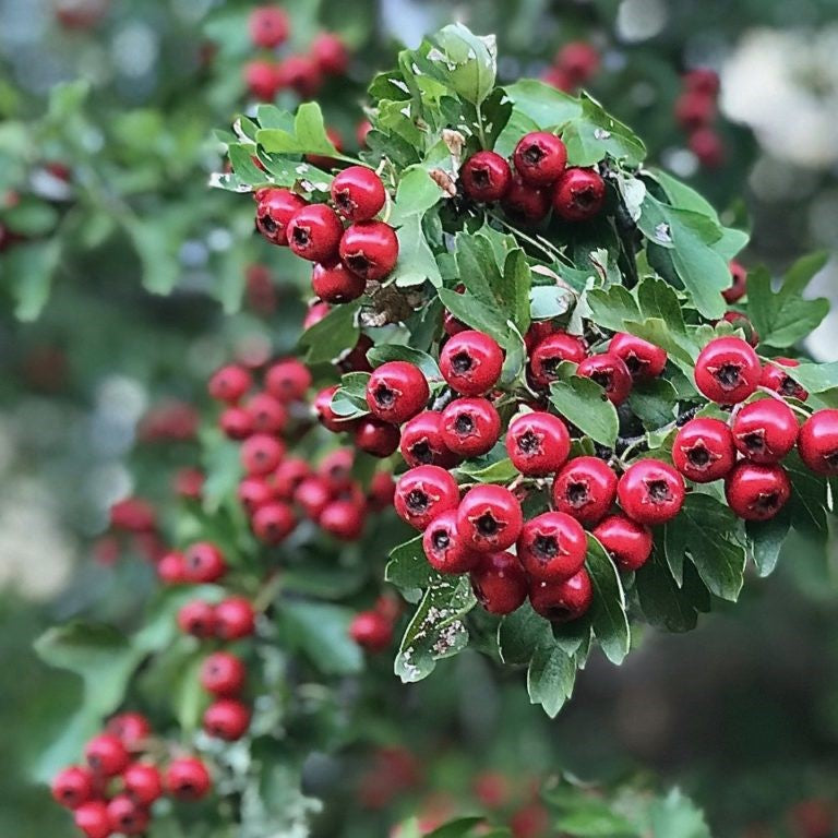Hawthorn Berries Whole | Crataegus Monogyna - 0