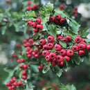 Hawthorn Berries Whole | Crataegus Monogyna-2