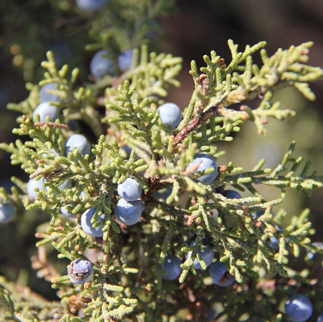 Juniper Berries | Juniperus Communis - 0
