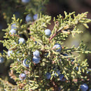 Juniper Berries | Juniperus Communis-2