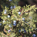Juniper Berries | Juniperus Communis