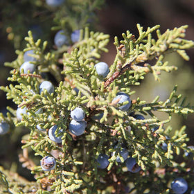 Juniper | Bextract™ DS | Juniperus Communis - 0