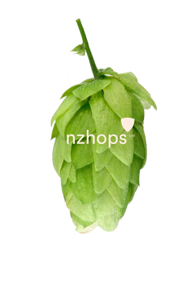 Kohatu™ NZ Hops
