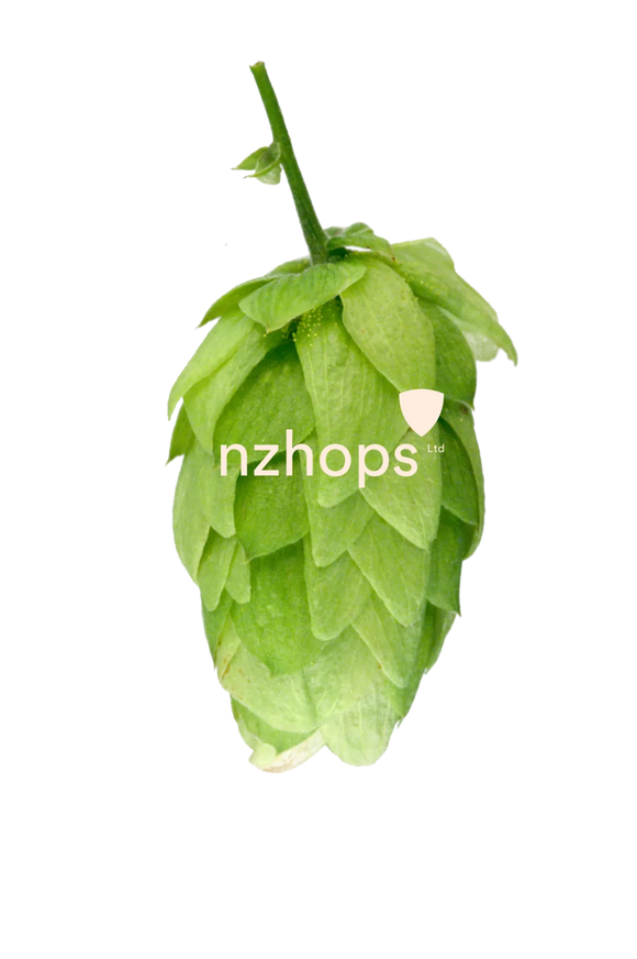 Kohatu NZ Hops