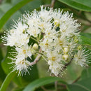 Lemon Myrtle | Bextract™ | Backhousia citriodora-2
