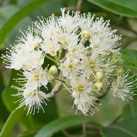 Lemon Myrtle | Bextract™ | Backhousia citriodora - 0