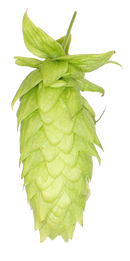 Lemondrop™ Hopsteiner #01210 US Hops-2